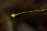 Seaside brookweed <BR>Water pimpernel